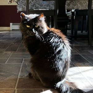 Meet your Posher, Cat